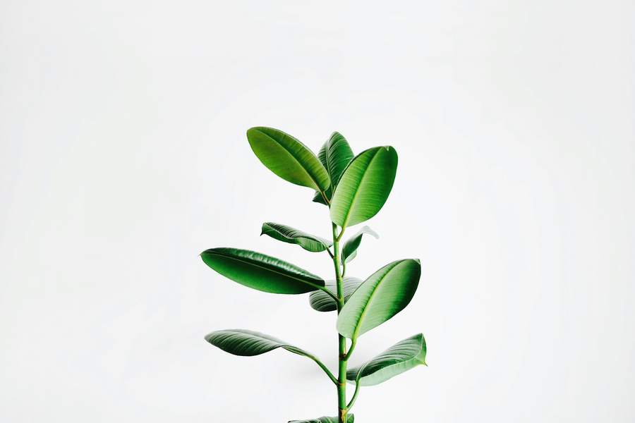 Rostlina